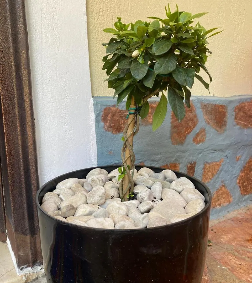 Olive Tree Apartment Sarandë Albanien